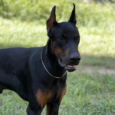 Hundehalsband mit Schlangenkette, rostfreier Edelstahl, Haustier-Metall-Schlupfketten, Hundeshow-Trainingshalsband, Welpen-Halskette mit kubanischen Gliedern